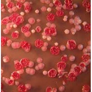 Melioidosis Disease
