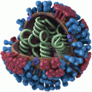 Difference between cold and flu